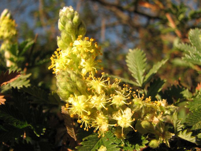 Leucosidea